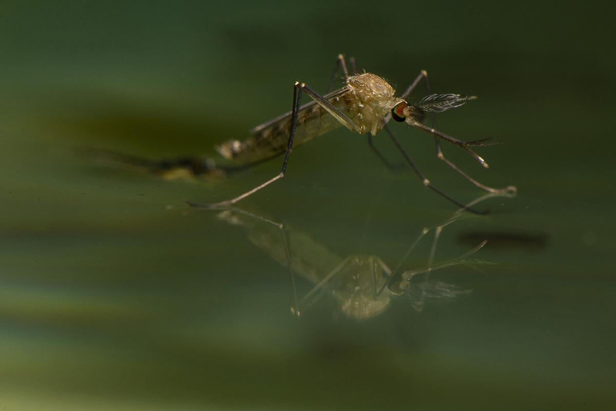 Read more about the article Des de l’Ajuntament d’Almoster s’estan utilitzant les mesures necessàries per prevenir la proliferació del mosquit del Nil